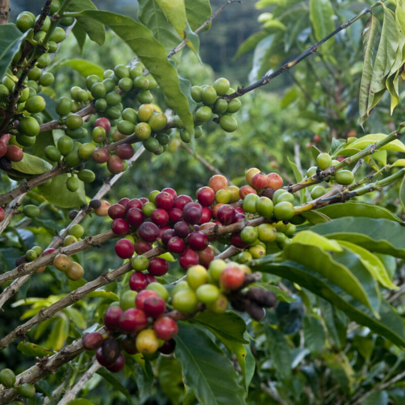 Our Roastery Yellow Bird Coffee