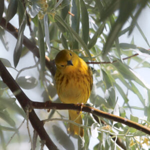 Yellowsongbird